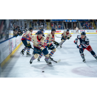 Springfield Thunderbirds' Samuel Bitten and Hartford Wolf Pack's Blade Jenkins in action